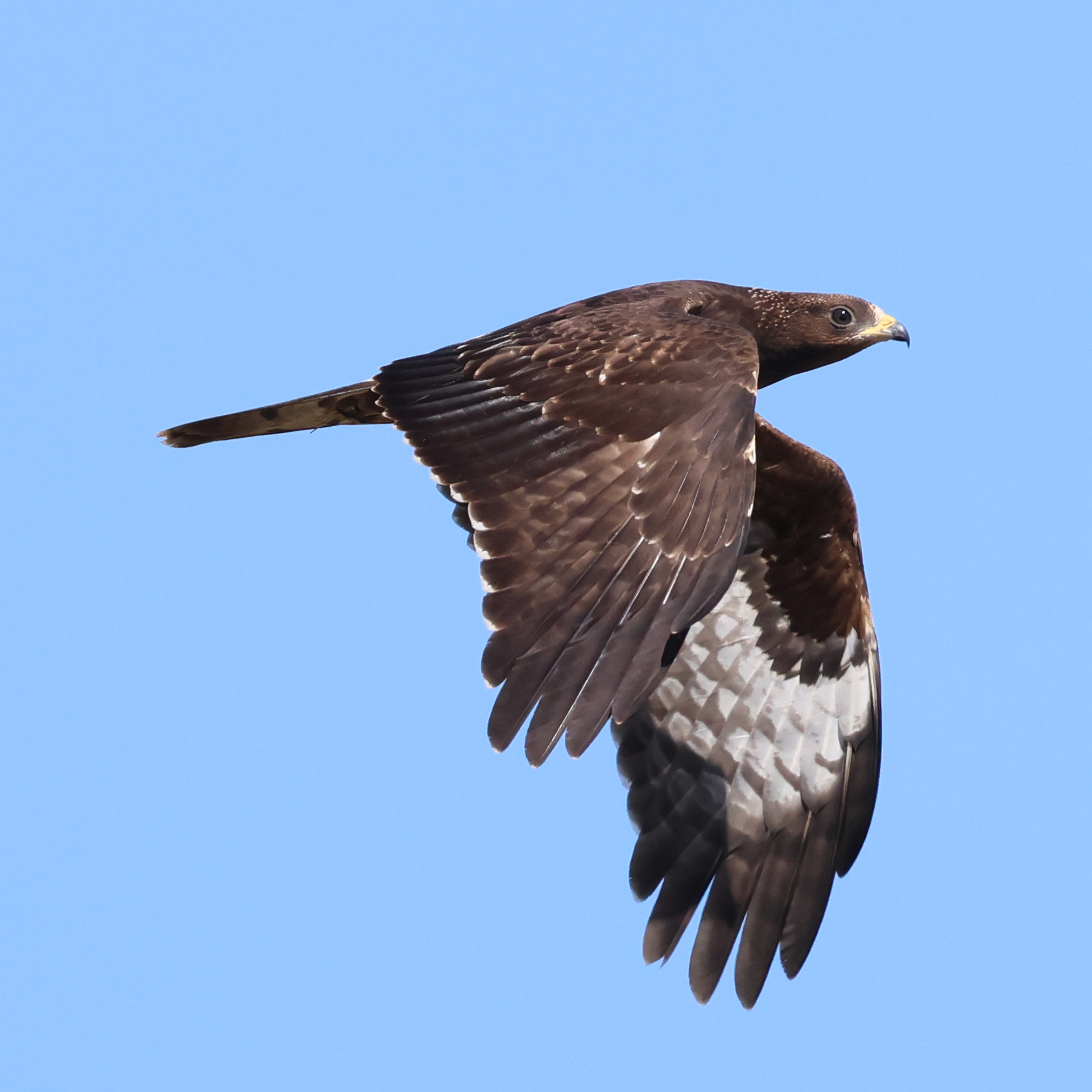 European Honey-buzzard, Nicholas Galea