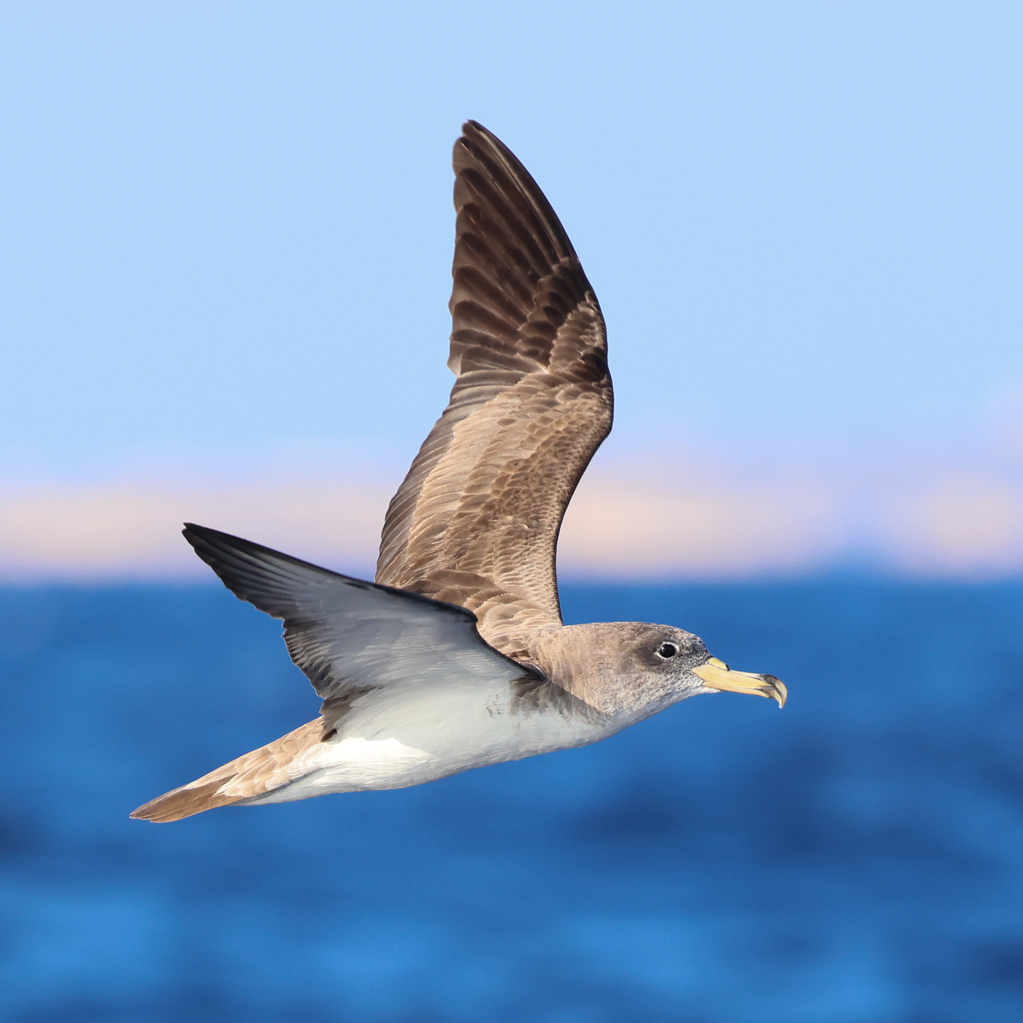 Scopoli's Shearwater, Nicholas Galea